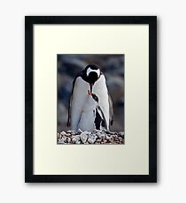 Lullaby (Gentoo Penguin & Chick, Port Lockroy, Antarctica) Framed Print