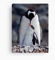 Lullaby (Gentoo Penguin & Chick, Port Lockroy, Antarctica) Leinwanddruck