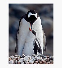 Lullaby (Gentoo Penguin & Chick, Port Lockroy, Antarctica) Photographic Print