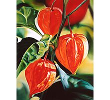 &quot;&quot;Chinese Lanterns&quot; - cape gooseberry&quot; by James Knowles | Redbubble