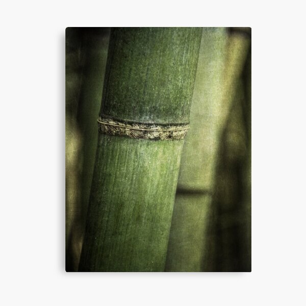 Mysteries of the Bamboo Forest Canvas Print
