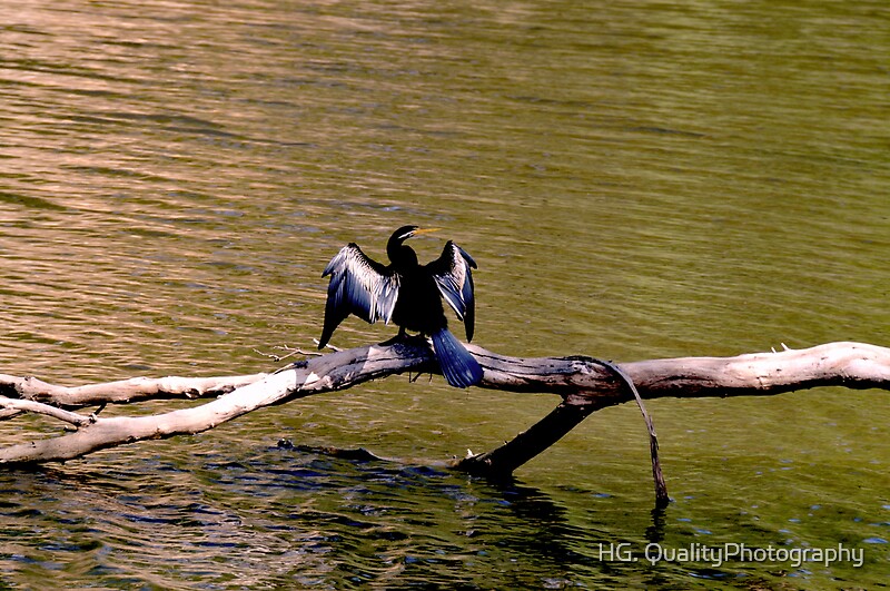 dart a type of bird