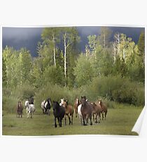 Wild Horses Poster