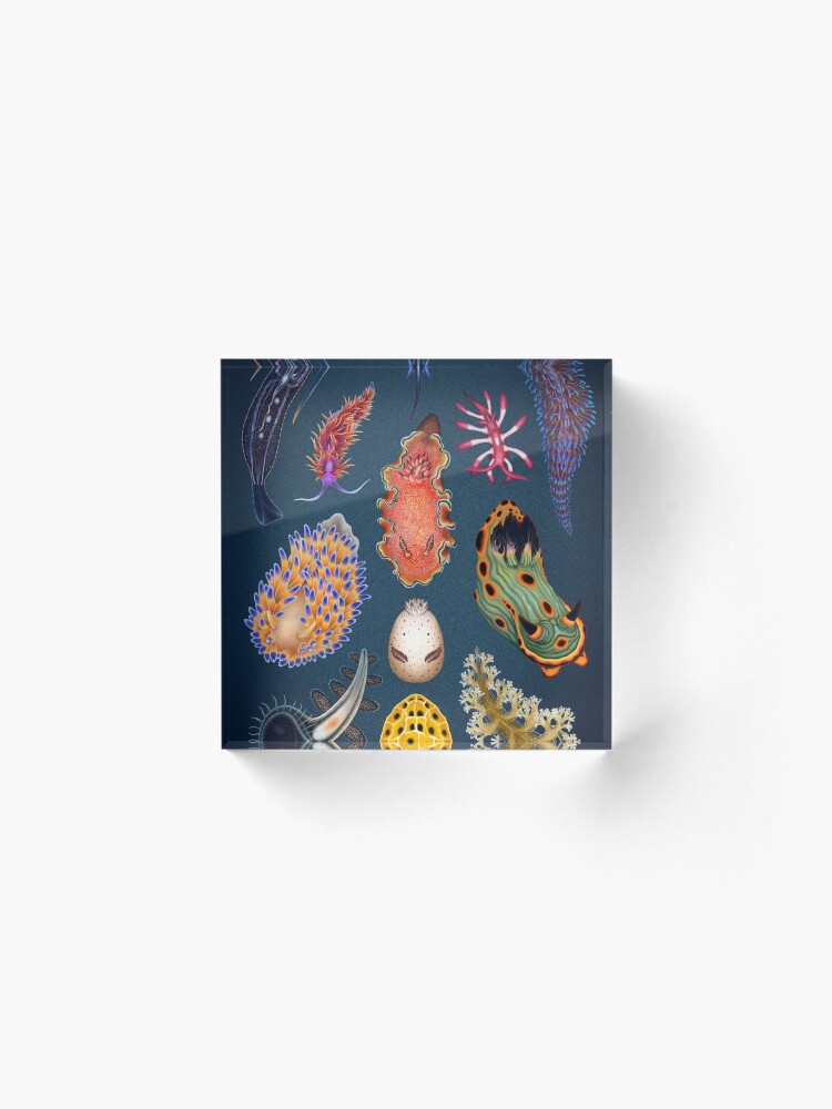 Alternate view of Nudibranchs Plate Acrylic Block