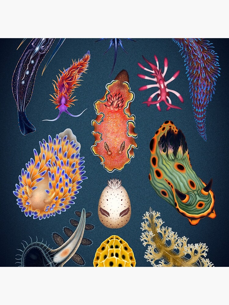 Nudibranchs Plate by franzanth