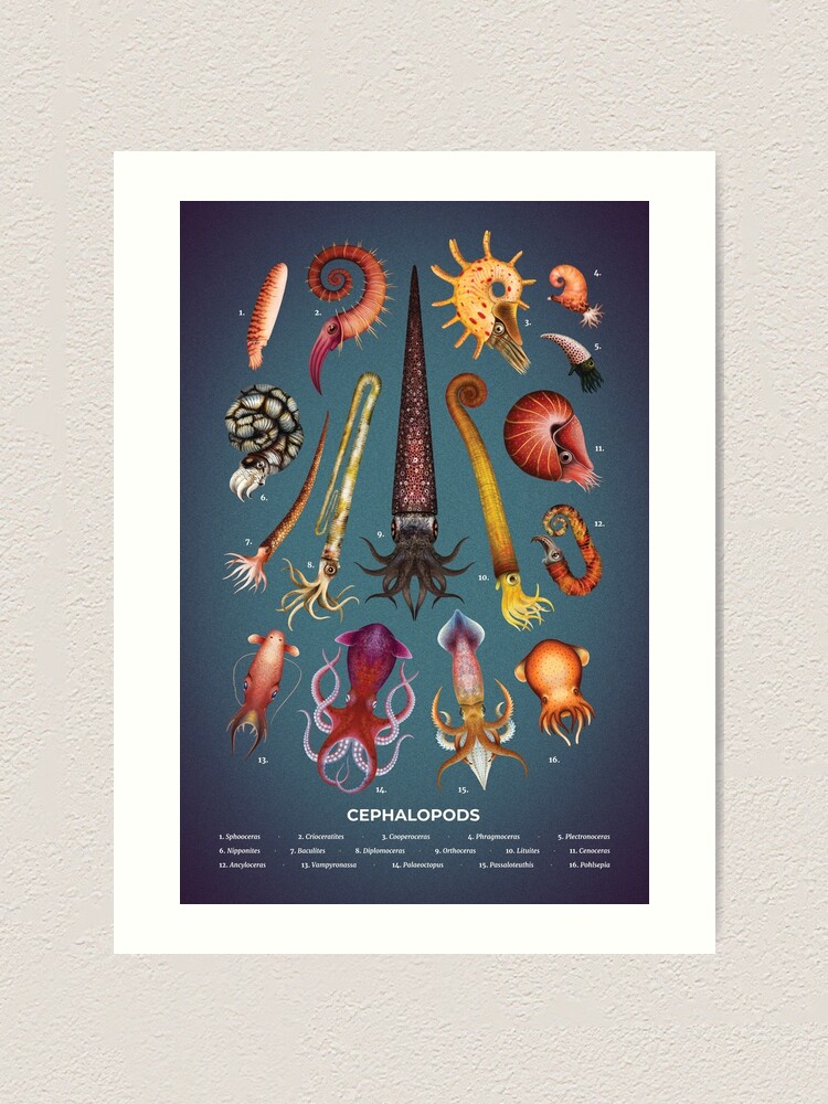 Alternate view of Cephalopods Plate Art Print