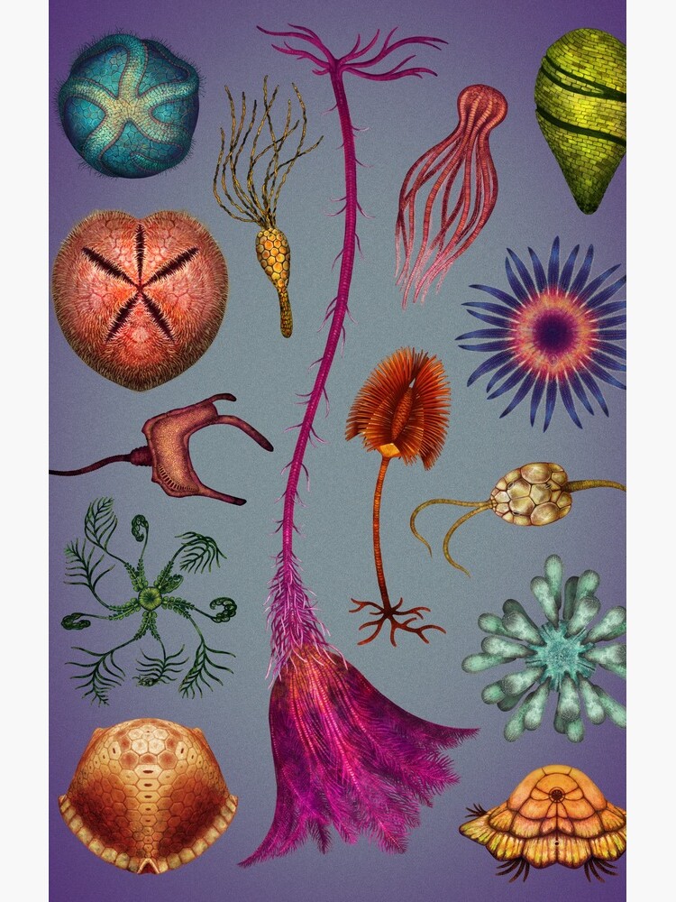 Echinoderms Plate by franzanth
