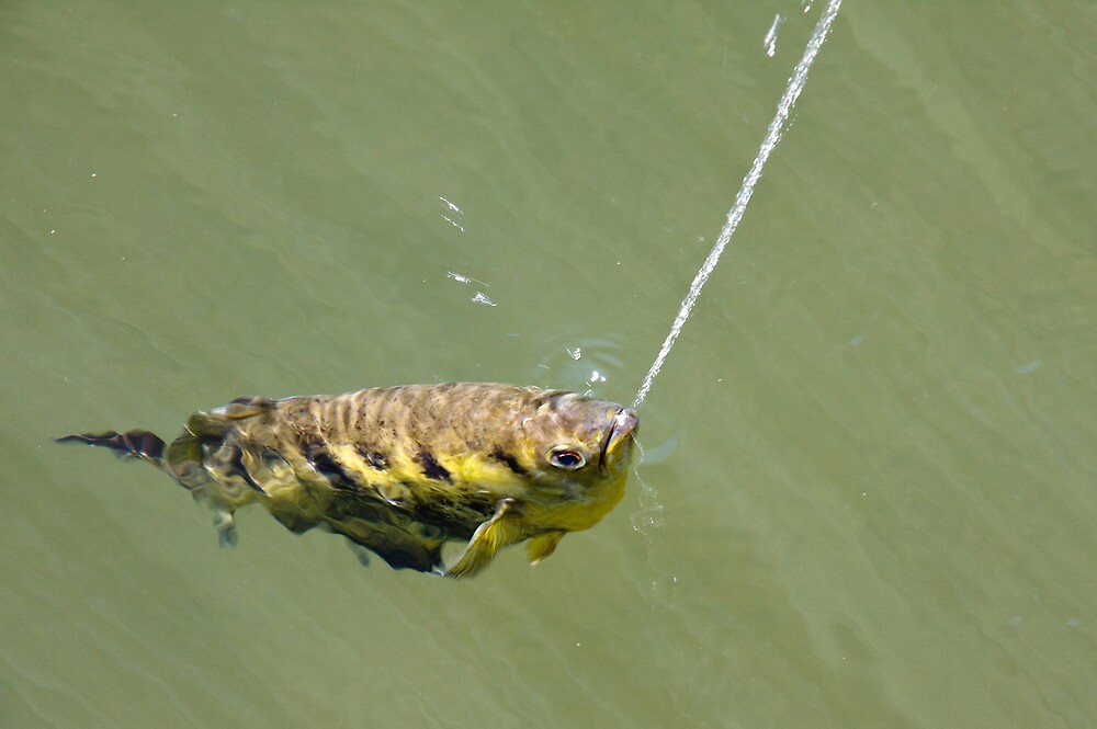 "Archer Fish Shooting" by Michael Kilpatrick | Redbubble