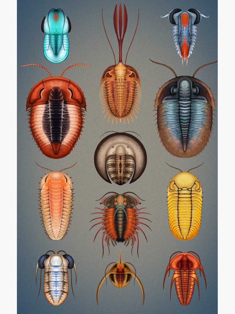Trilobites Plate by franzanth