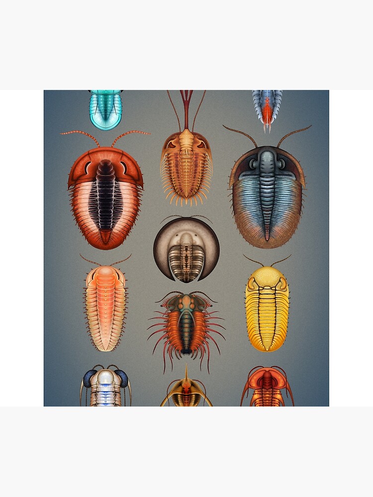 Trilobites Plate by franzanth