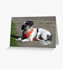 Say,WHAT? Greeting Card