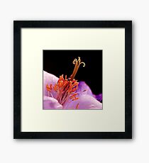 MACRO Framed Print