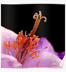 MACRO Poster