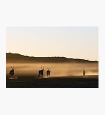 Gemsbok Sunrise - Kalahari Desert Photographic Print