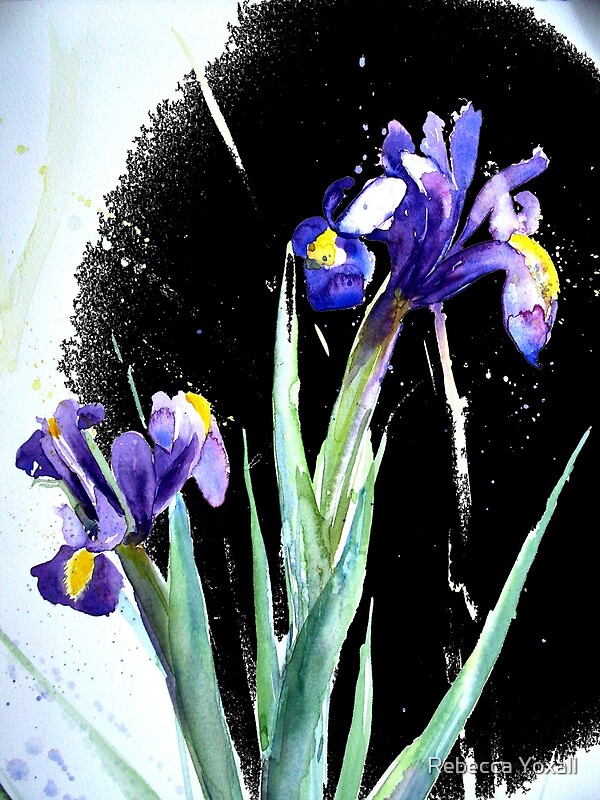 iris by rebecca ingram