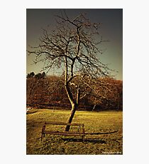 wood, green, and rusted metal 1 Photographic Print