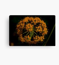 Ferula communis Canvas Print