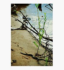 Wait for me.. Photographic Print
