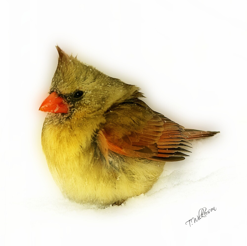 baby cardinal