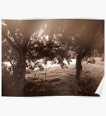 Glade Poster