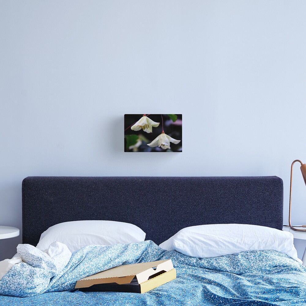 Clematis cirrhosa Canvas Print