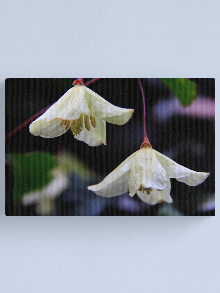 Alternate view of Clematis cirrhosa Canvas Print