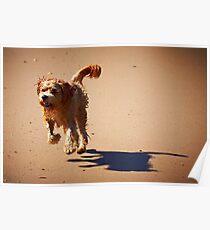 Shaggy Poster