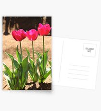 Tulip Postcards