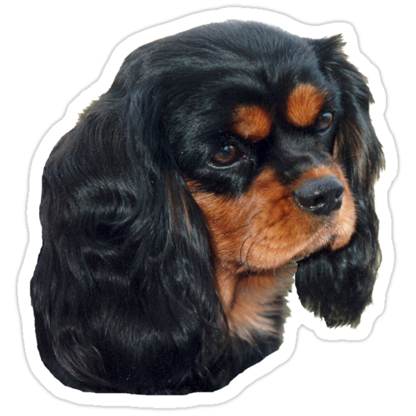 black and tan cavalier king charles spaniel stuffed animal