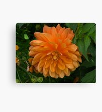 Pretty color Canvas Print