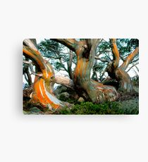 Snow Gums Canvas Print