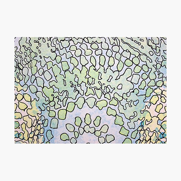 1, Inset B Photographic Print