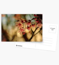 Blossoms & Light Postcards