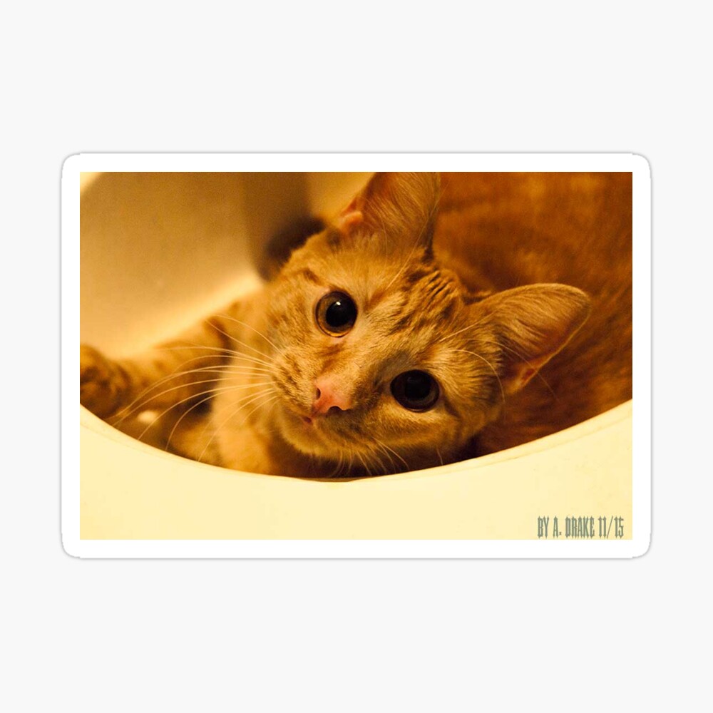The Cat Sticker