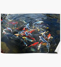 Fish Tank Poster