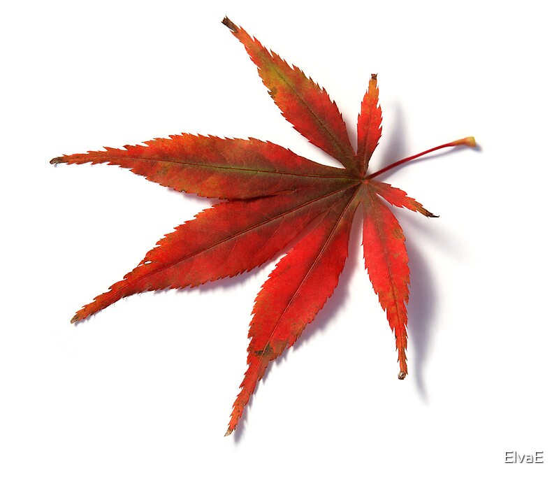 "Red leaf from Japanese Acer Maple Tree" by ElvaE | Redbubble