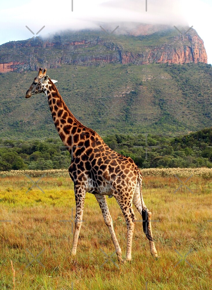 "Giraffe, Entabeni Lodge, South Africa" by Ludwig Wagner ...