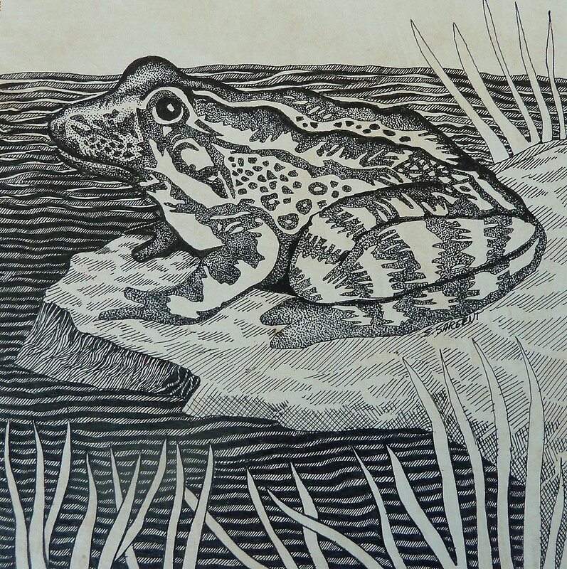 drawings by Sally Sargent Redbubble