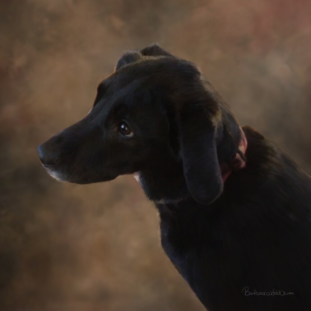 Reilly the Black Lab by DolphinPod