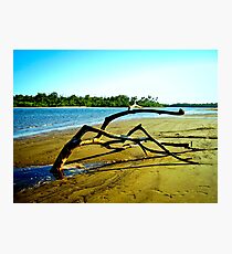 Sand Tree, Flying Fish Point, Nth Queensland Photographic Print