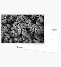 Ground Cover Postkarten