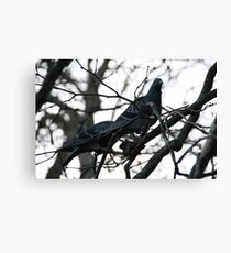 Perched up in a tree Canvas Print