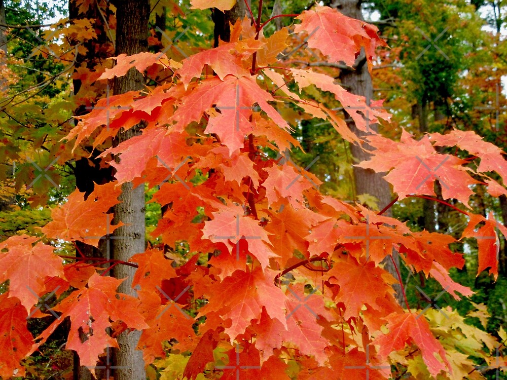 "Red Maple Leaves" by Shulie1 | Redbubble