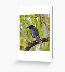 WO ~ SC ~ ARTAMIDAE ~ CURRAWONG ~ Pied Currawong by David Irwin 011119 Greeting Card