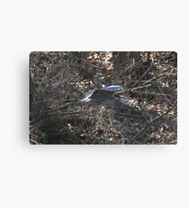 Crusin Canvas Print