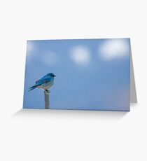 Bluebird Of Happiness... Greeting Card