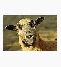 Posing Photographic Print
