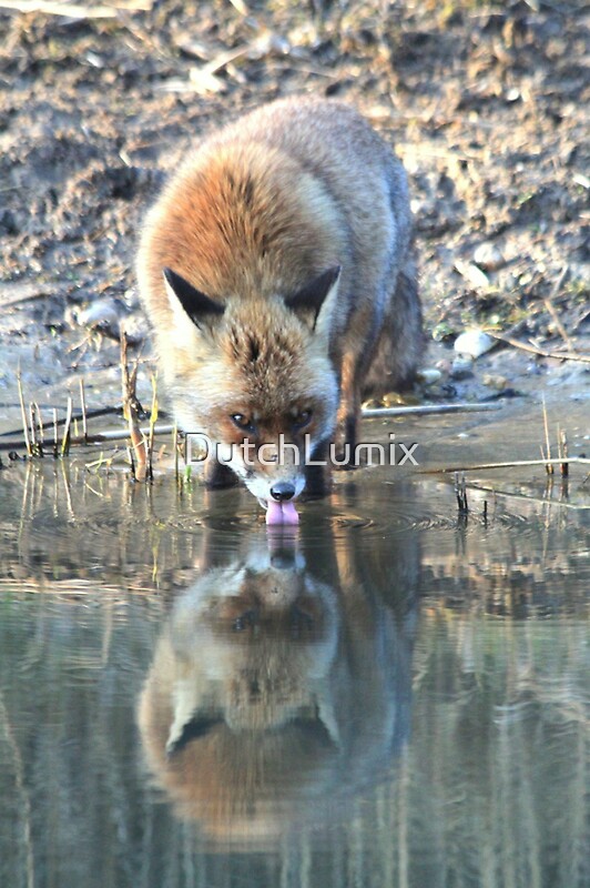 fox defend water