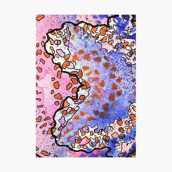 4, Inset A Photographic Print