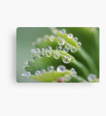 Waterdrops Canvas Print